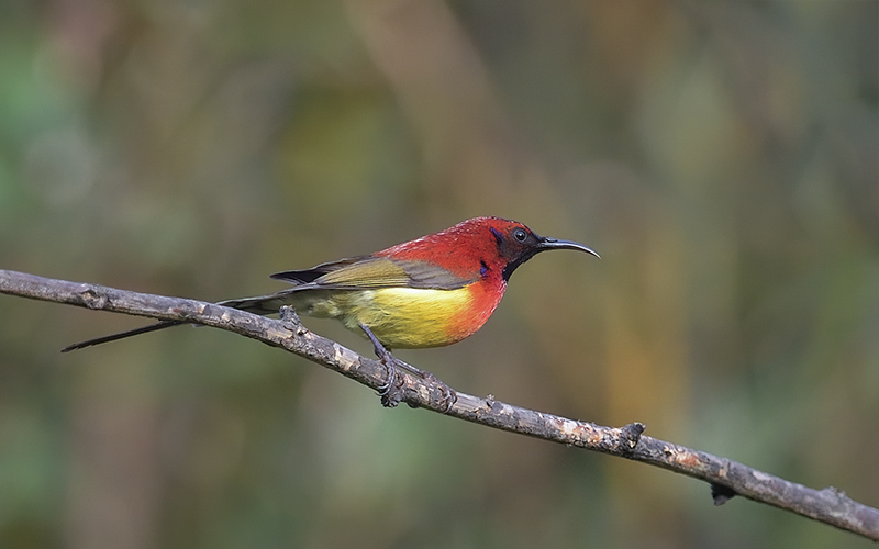 Mrs.Gould's Sunbird (Aethopyga gouldiae) at Mu Cang Chai Birding Trails - Northern Vietnam. Photo by: Bui Duc Tien - Vietnam Bird Photography Tours - Vietbirdphototours.com